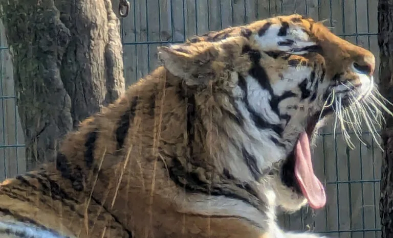 It’s All Happening at The Zoo