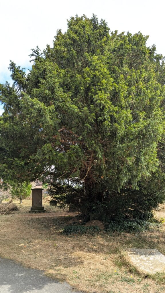 Yew Tree, St Laurence's Church