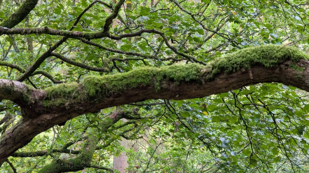 Hebden Dale Woodland