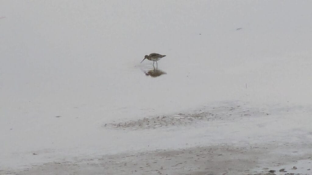 Godwit