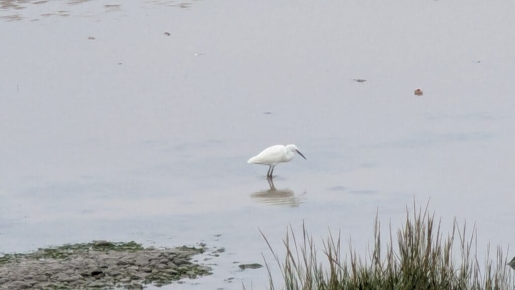 Egret