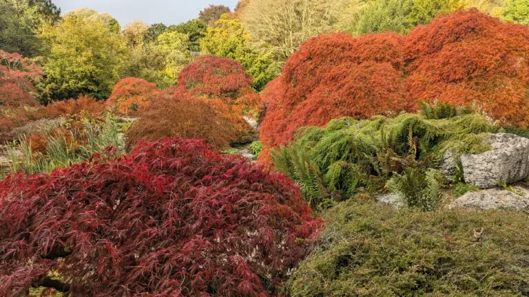 The Rock Garden, Sizergh Castle