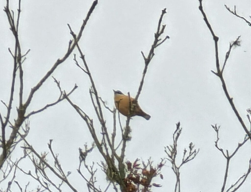 Nuthatch