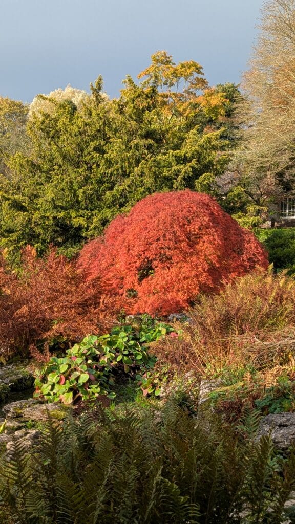 Acers in the Rock Garden