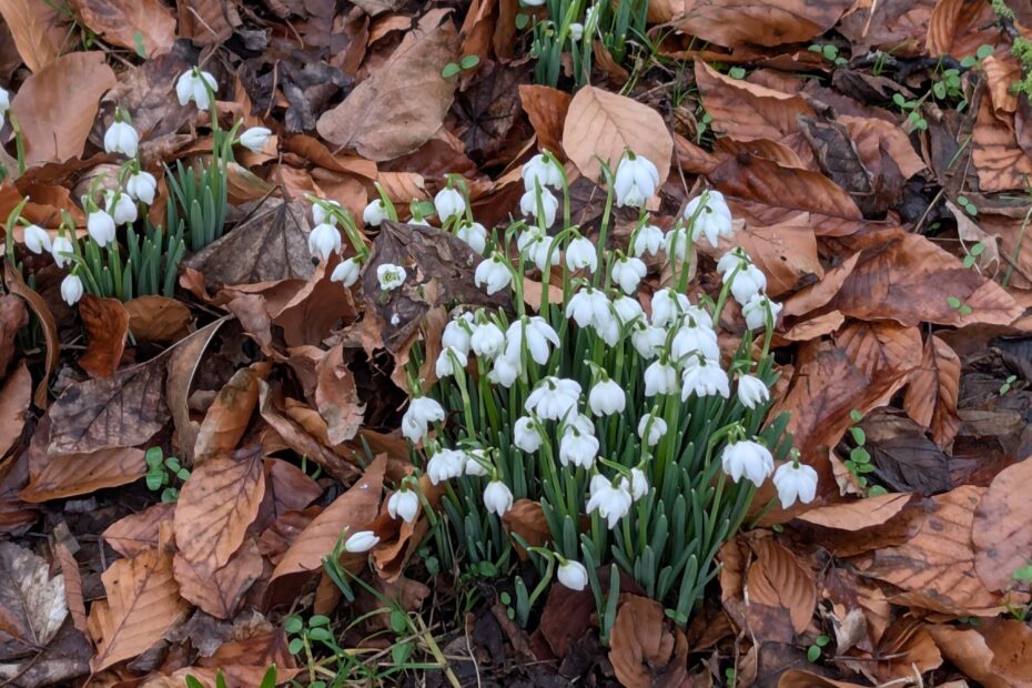 Snowdrops Lytham Hall