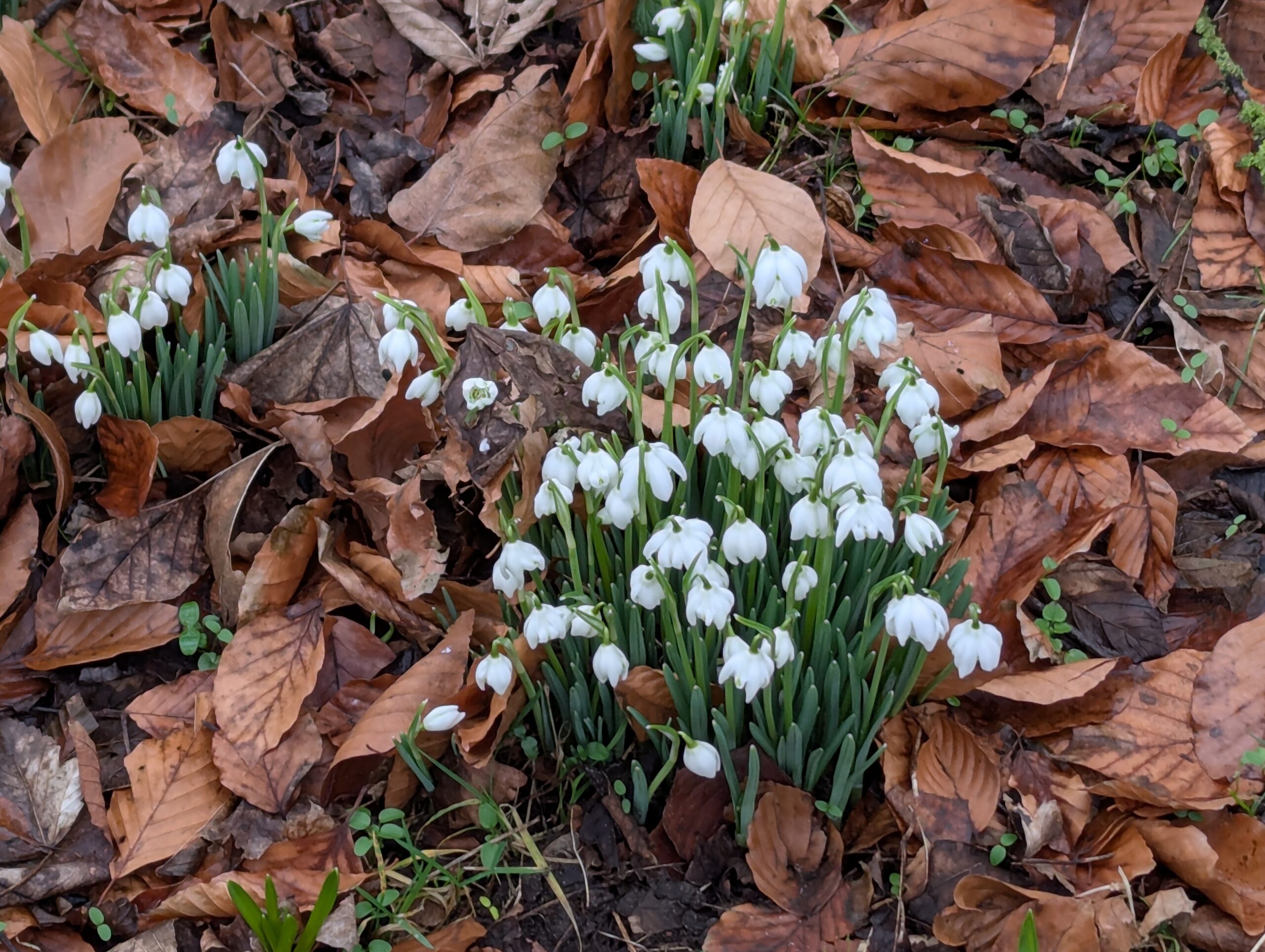 Snowdrops Lytham Hall