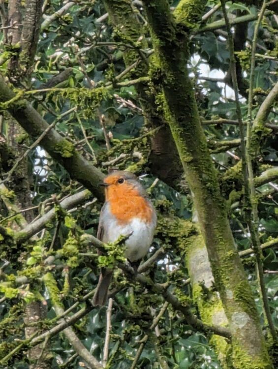 Robin in the Community Orchard. Turton Bottoms